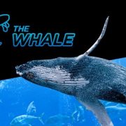 Гарантию призового фонда в Baby Whale увеличат в 2017