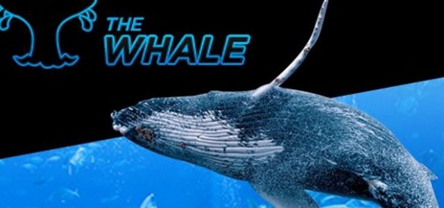 Гарантию призового фонда в Baby Whale увеличат в 2017